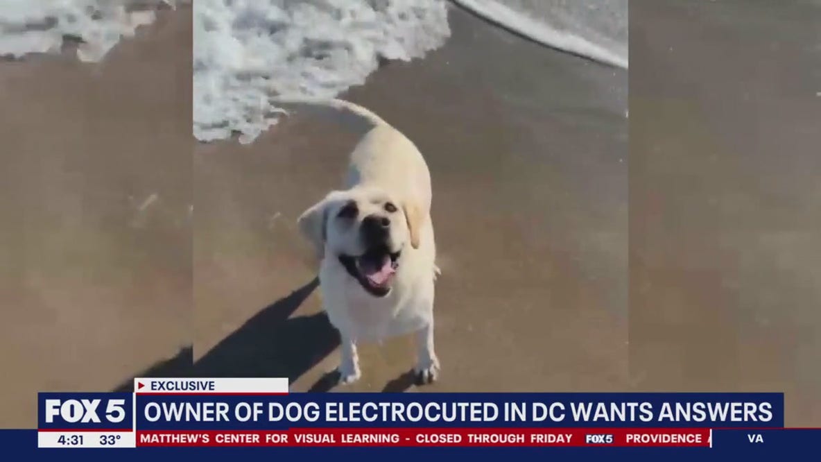 Owner devastated after dog gets electrocuted on DC sidewalk